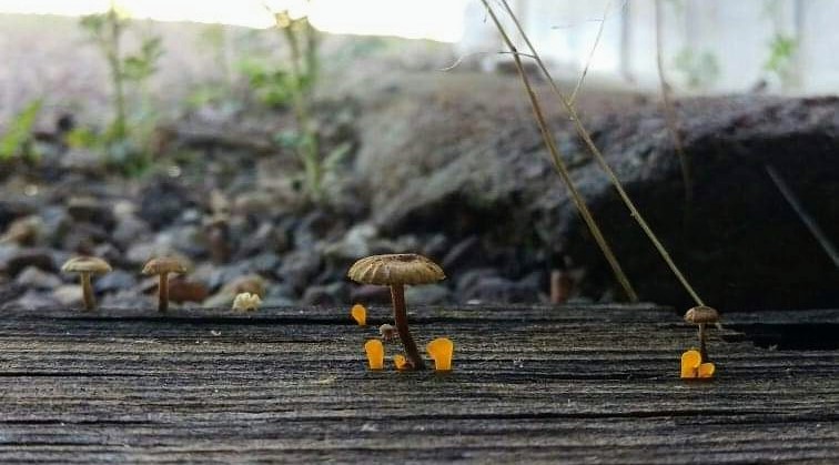 Noble Earth Resources Environmental Programs